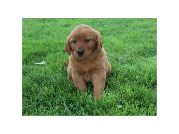 Golden Retriever DOG Female 8314 Petland Athens, OH