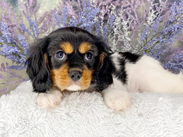 Cavalier King Charles Spaniel DOG Female Tri 8333 Petland Athens, OH