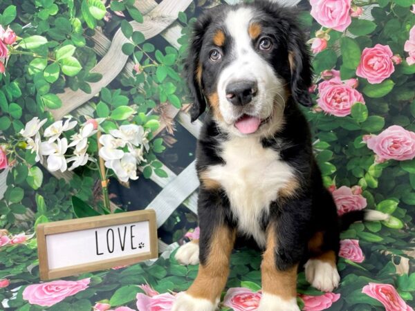 Bernese Mountain Dog DOG Male blk tri 8311 Petland Athens, OH