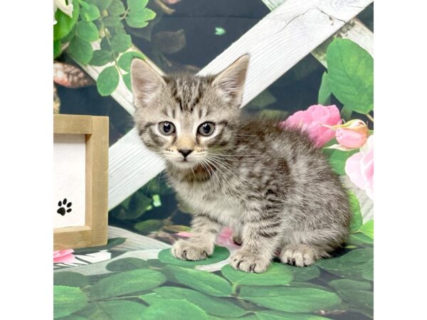 American Shorthair CAT Female Black & grey 8328 Petland Athens, OH