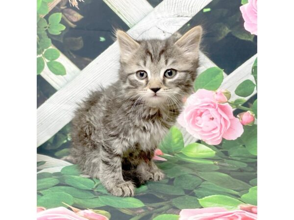 American Shorthair CAT Female Black & grey 8327 Petland Athens, OH