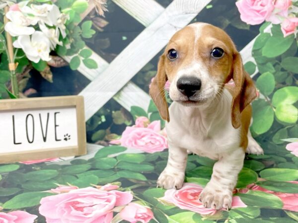 Dachshund-DOG-Male-Red / White-8325-Petland Athens, OH