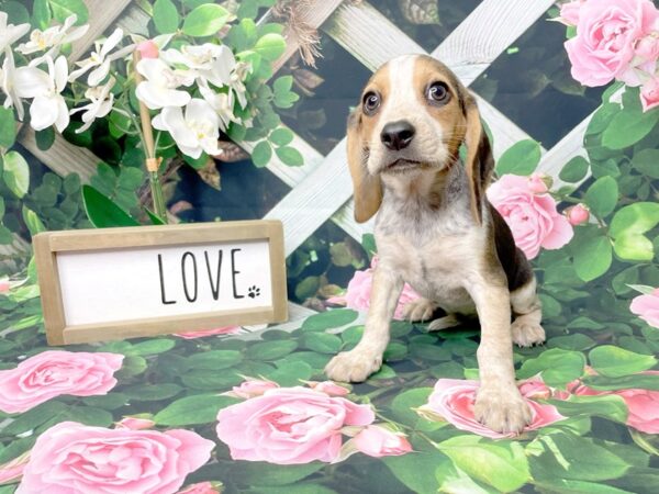 Beagle DOG Female Black Tan / White 8324 Petland Athens, OH