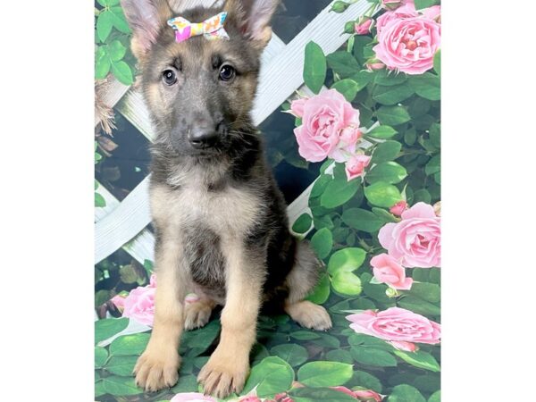 German Shepherd Dog DOG Female Black / Tan 8322 Petland Athens, OH