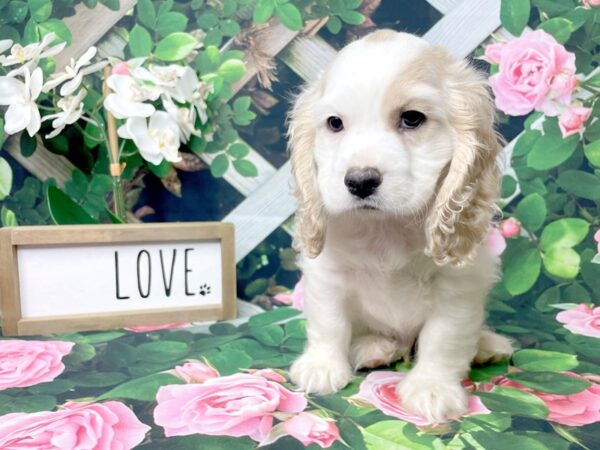 Cocker Spaniel DOG Male Buff / White 8320 Petland Athens, OH