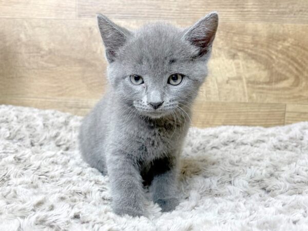 American Shorthair CAT Female Russian blue 8317 Petland Athens, OH