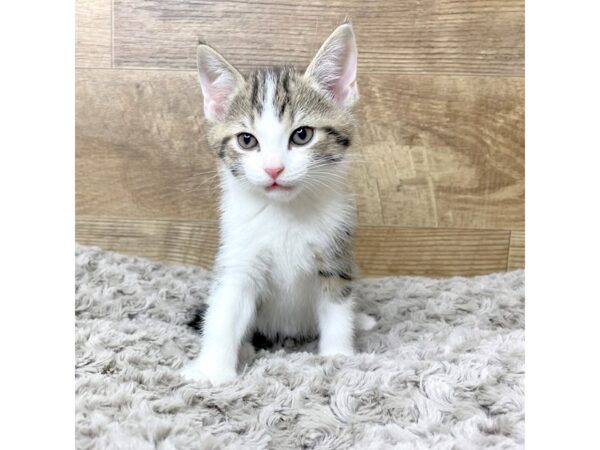 American Shorthair CAT Male White, black & grey 8316 Petland Athens, OH