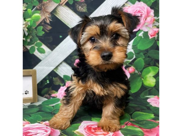 Yorkshire Terrier DOG Male blk&tn 8315 Petland Athens, OH