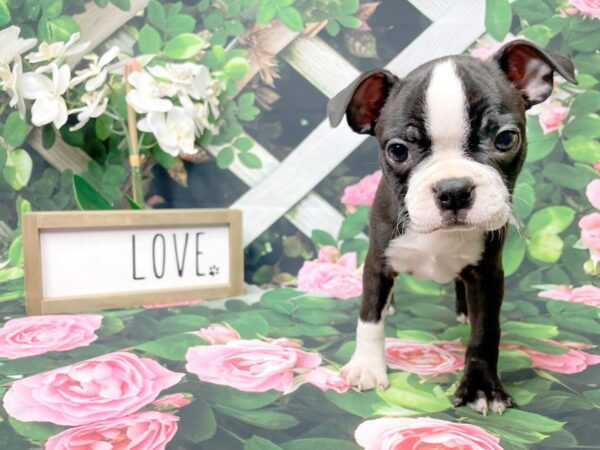 Boston Terrier-DOG-Female-Black / White-8313-Petland Athens, OH