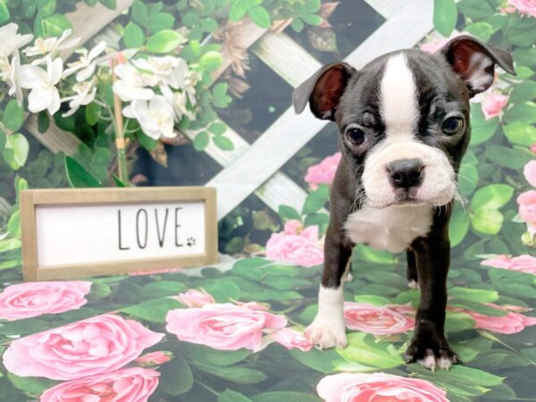 Boston Terrier DOG Female Black / White 8313 Petland Athens, OH