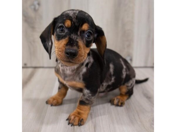 Dachshund DOG Male Black / Tan 8336 Petland Athens, OH