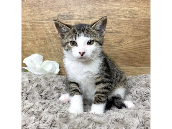 American Shorthair CAT Female White & grey 8329 Petland Athens, OH