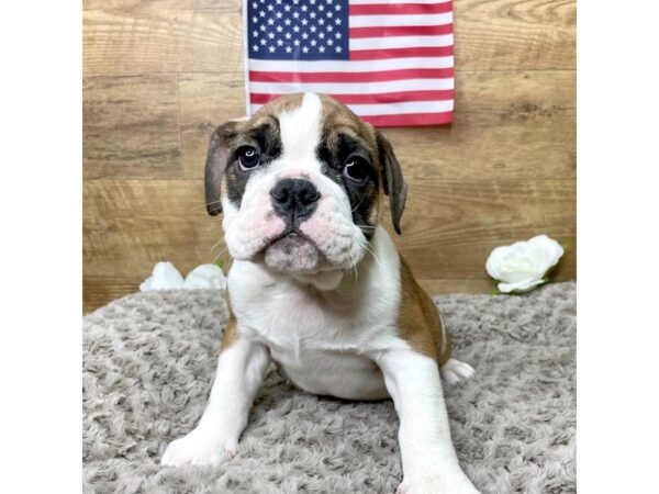 Bulldog DOG Male Red / White 8342 Petland Athens, OH