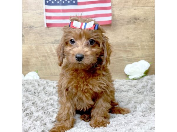 Irishdoodle Mini DOG Female Red 8341 Petland Athens, OH