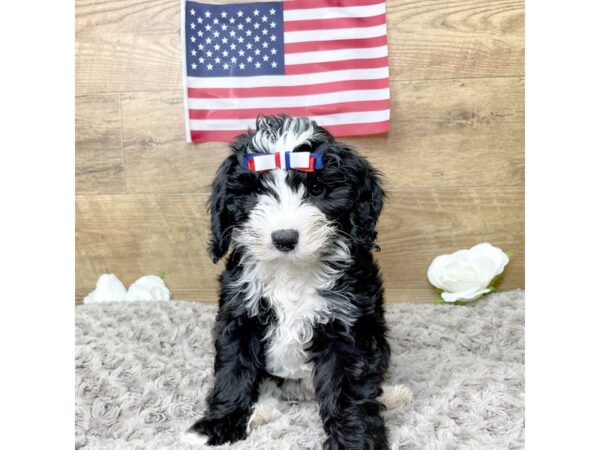 Sheepadoodle Mini DOG Female Black / White 8340 Petland Athens, OH