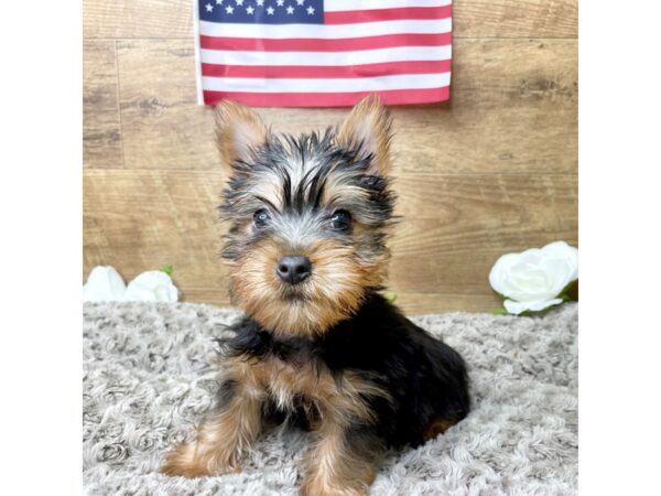 Silky Terrier DOG Male Black / Tan 8339 Petland Athens, OH