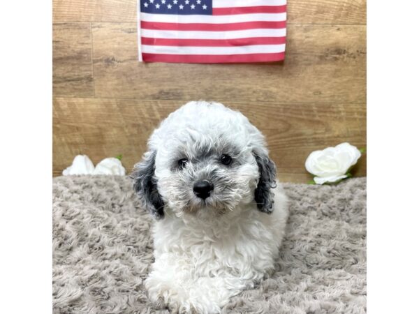 Miniature Poodle DOG Male Black and white parti merle 8338 Petland Athens, OH