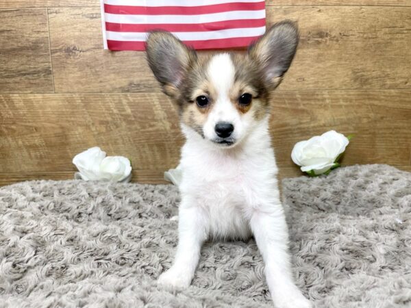 Papillon-DOG-Male-Sable / White-8335-Petland Athens, OH