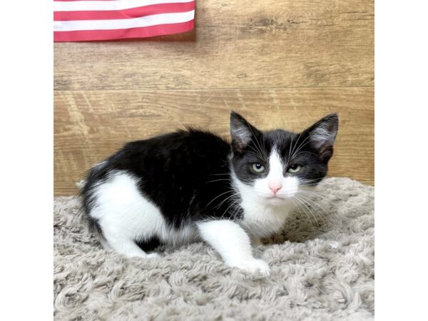 American Shorthair-CAT-Female-Black & white-8332-Petland Athens, OH