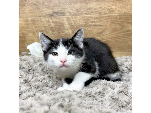 American Shorthair CAT Female Black & white 8331 Petland Athens, OH