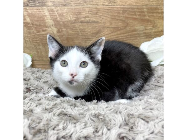 American Shorthair-CAT-Female-Black & white-8330-Petland Athens, OH