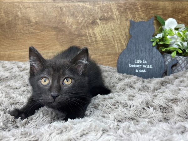 American Shorthair CAT Female Black 8354 Petland Athens, OH