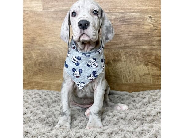 Great Dane-DOG-Female-Blue merle-8351-Petland Athens, OH