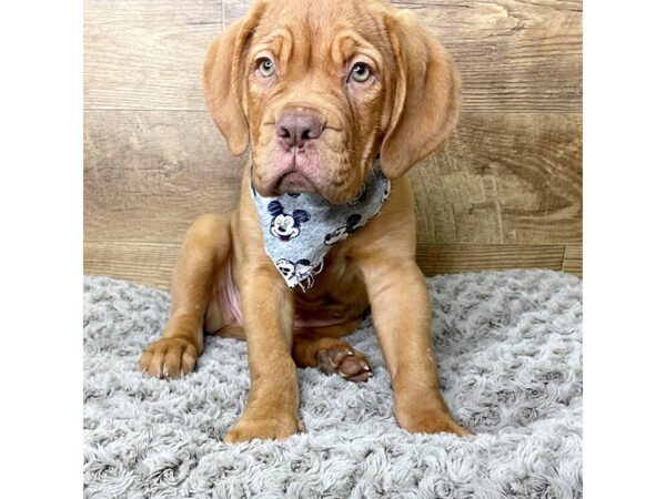 Dogue de Bordeaux DOG Female Red 8350 Petland Athens, OH