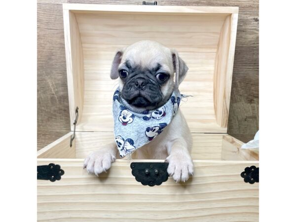 Pug-DOG-Male-Fawn-8349-Petland Athens, OH