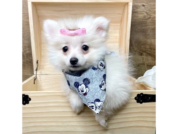 Pomeranian-DOG-Female-Cream-8348-Petland Athens, OH