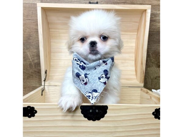 Pekingese DOG Male Cream 8347 Petland Athens, OH