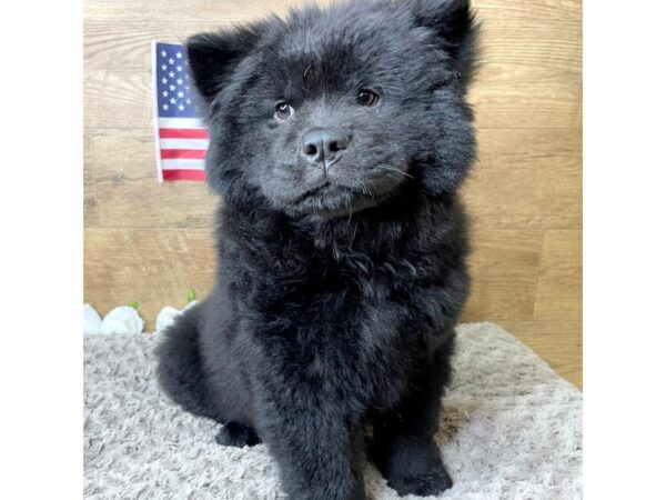 Chow Chow DOG Female Black 8345 Petland Athens, OH