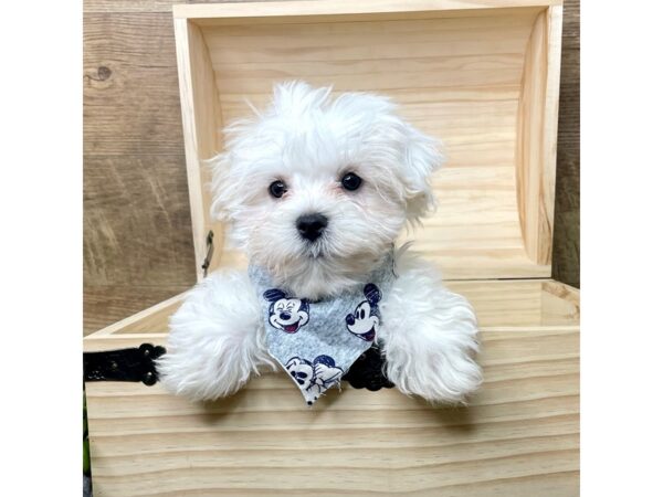 Maltese DOG Male White 8344 Petland Athens, OH