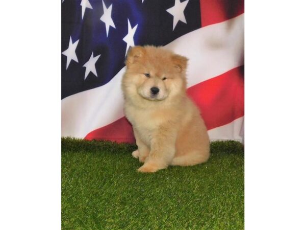 Chow Chow DOG Male Blue Fawn 8374 Petland Athens, OH