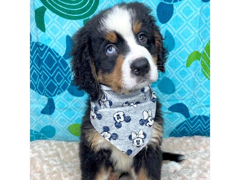 Bernese Mountain Dog Puppy Black Rust White ID 8355 Located at