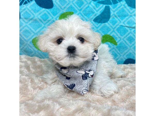 Teddy Bear-DOG-Male-White-8357-Petland Athens, OH