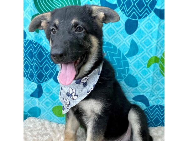 German Shepherd Dog DOG Male Black / Tan 8358 Petland Athens, OH