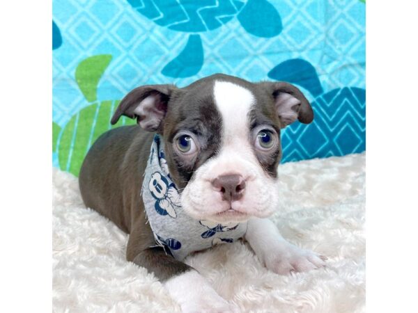 Boston Terrier DOG Female Seal / White 8360 Petland Athens, OH