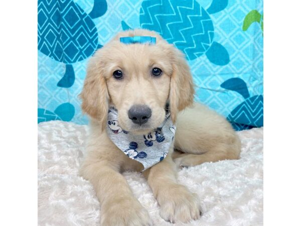 Golden Retriever-DOG-Female-Golden-8361-Petland Athens, OH