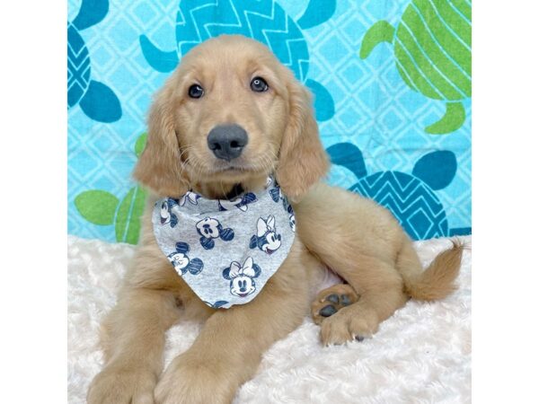 Golden Retriever DOG Male Golden 8362 Petland Athens, OH