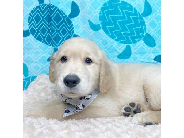 Golden Retriever DOG Male Golden 8363 Petland Athens, OH