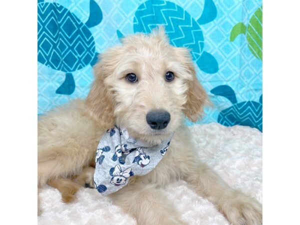 Goldendoodle DOG Female Golden 8366 Petland Athens, OH