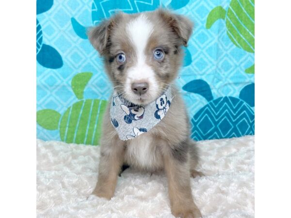 Miniature Australian Shepherd DOG Male Red Merle / White 8365 Petland Athens, OH