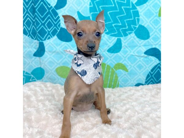 Miniature Pinscher-DOG-Female-Stag Red-8364-Petland Athens, OH