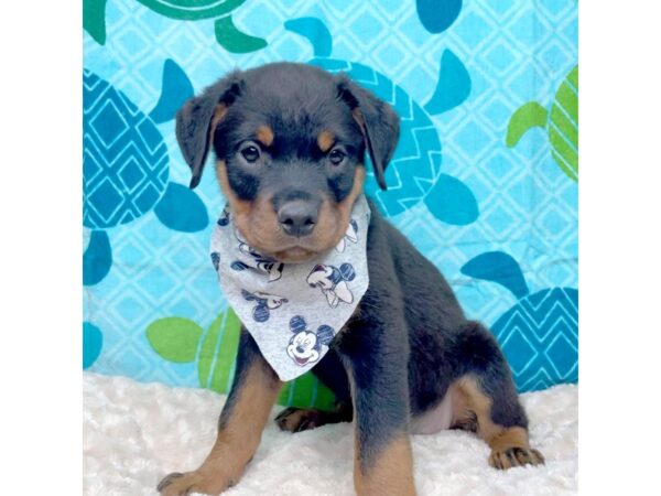 Rottweiler DOG Female Black / Rust 8368 Petland Athens, OH