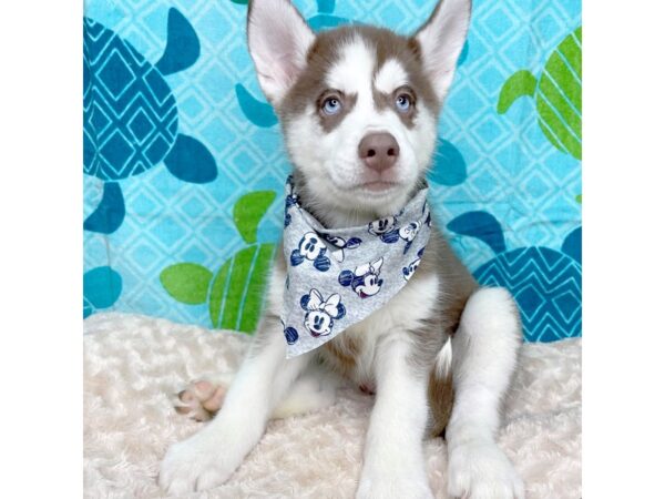 Siberian Husky DOG Male Red & white 8371 Petland Athens, OH