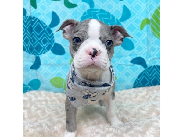 Boston Terrier DOG Female Blue Merle 8370 Petland Athens, OH