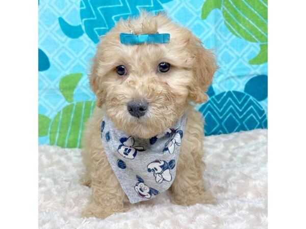 Goldendoodle Mini DOG Female Golden 8369 Petland Athens, OH