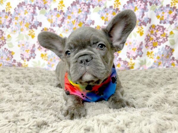 French Bulldog DOG Male Blue 8382 Petland Athens, OH