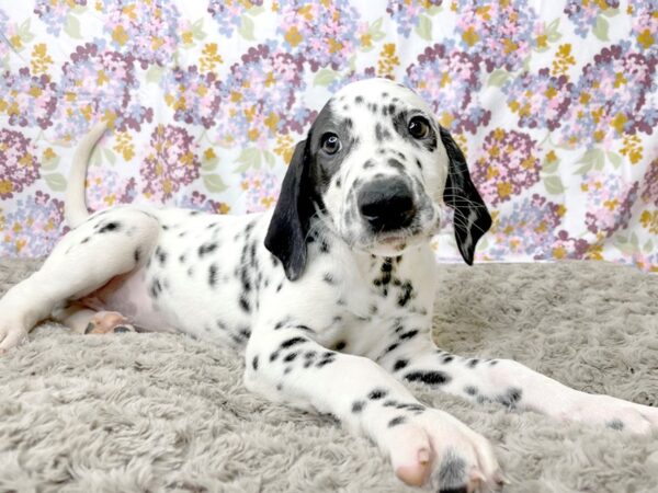 Dalmatian DOG Male 8381 Petland Athens, OH